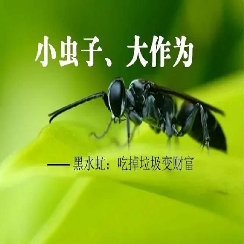 黑水虻